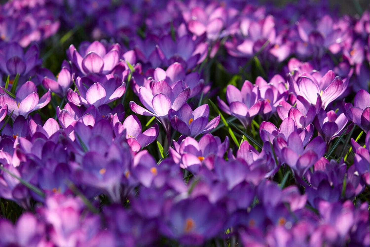 Krookus 'Ruby Giant'